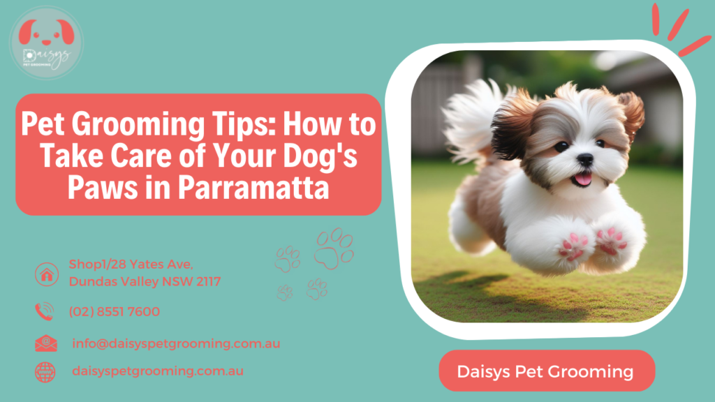 Pet Grooming Tips How to Take Care of Your Dog's Paws in Parramatta