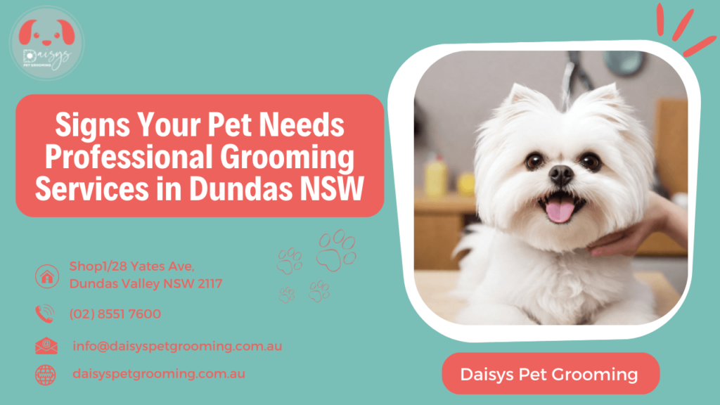 Signs Your Pet Needs Professional Grooming Services in Dundas NSW