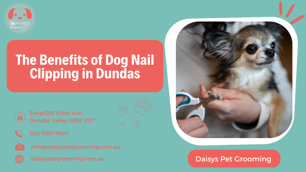 The Benefits of Dog Nail Clipping in Dundas