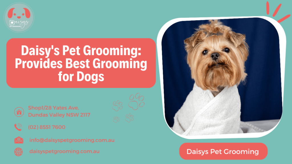Daisy's Pet Grooming Provides Best Grooming for Dogs