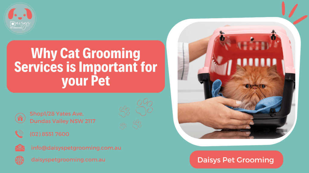 Why Cat Grooming Services is Important for your Pet