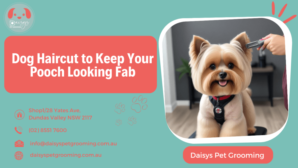 Dog Haircut to Keep Your Pooch Looking Fab in dundas