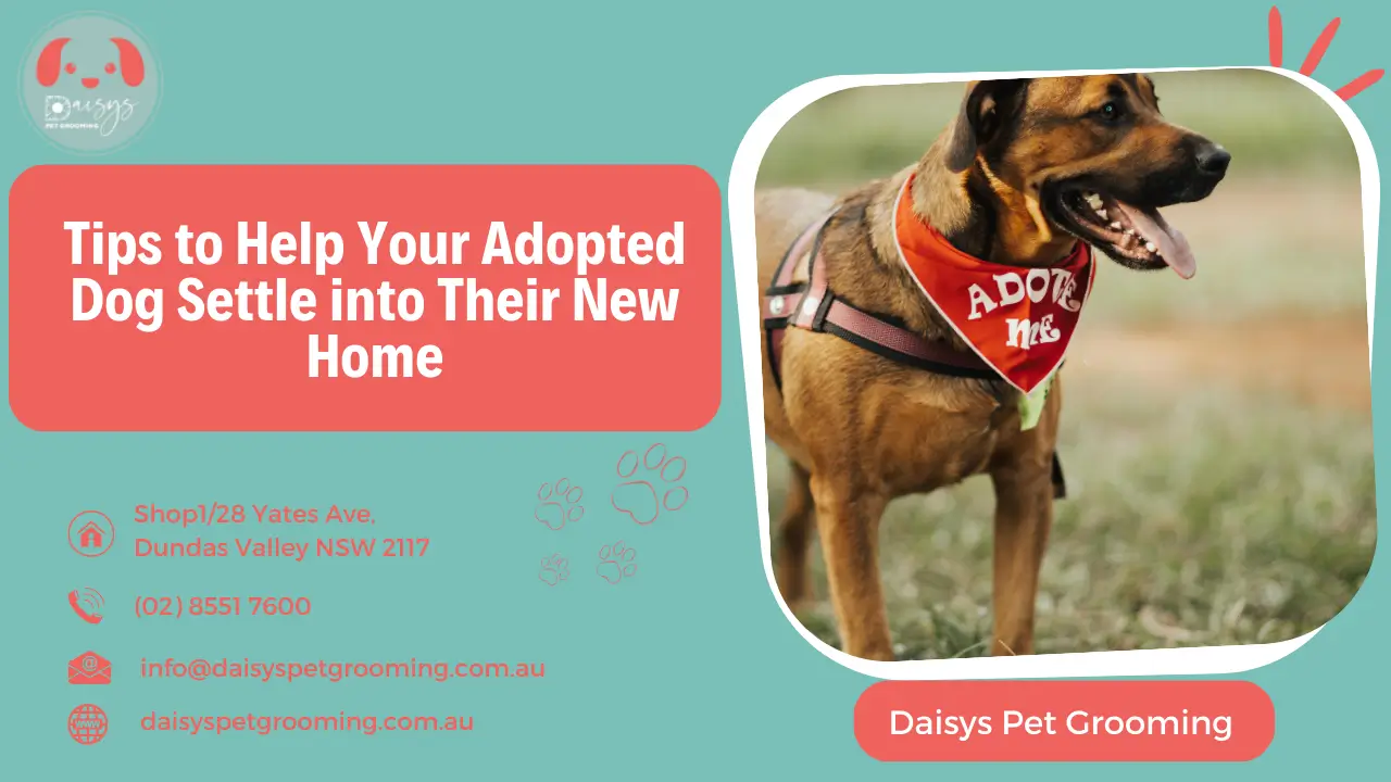 Tips to Help Your Adopted Dog Settle into Their New Home