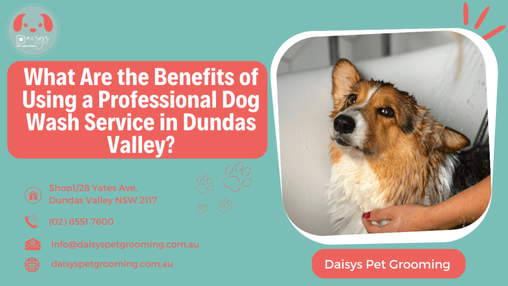 What Are the Benefits of Using a Professional Dog Wash Service in Dundas Valley