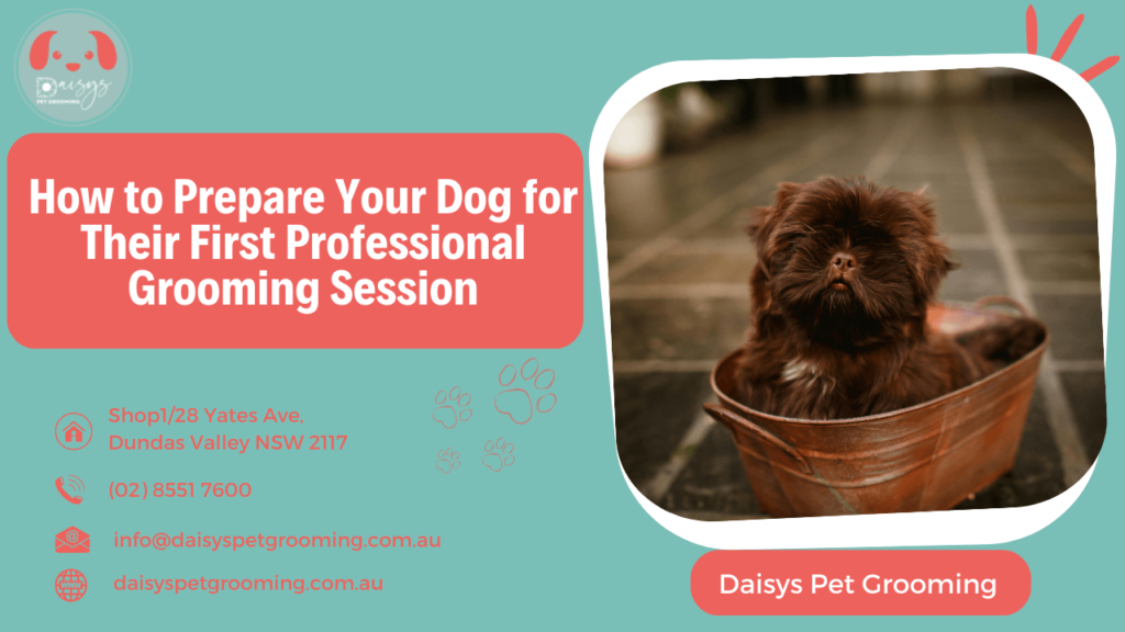 How to Prepare Your Dog for Their First Professional Grooming Session