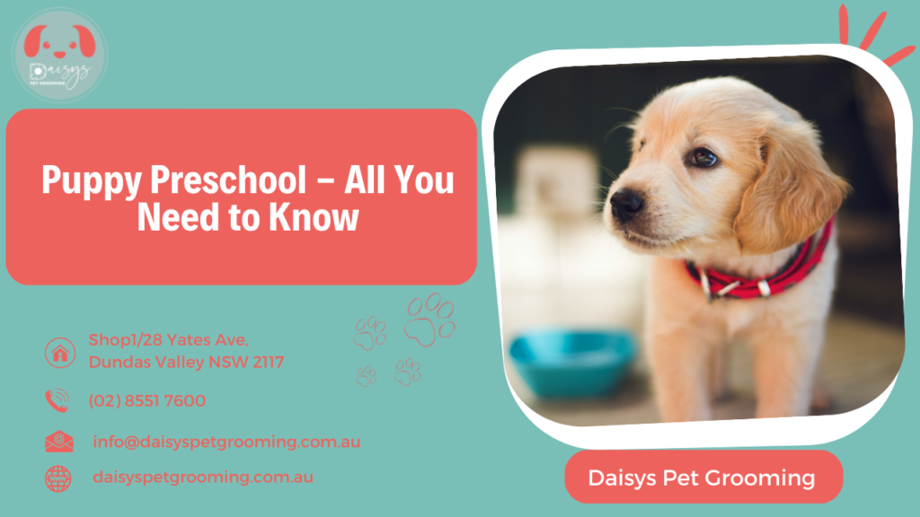 Puppy Preschool - All You Need to Know