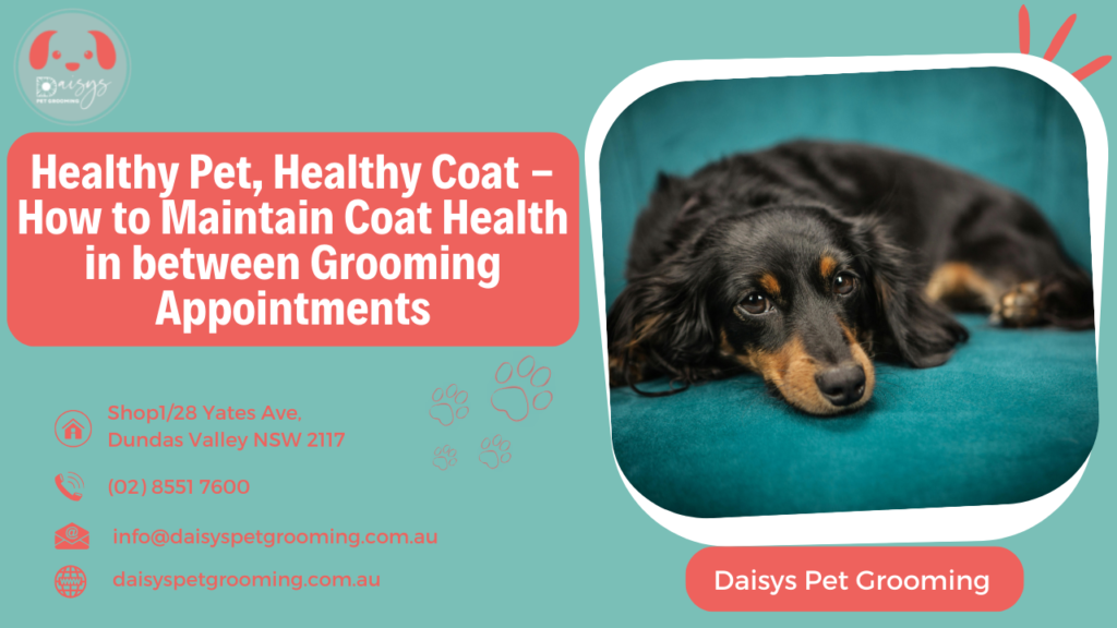 Healthy Pet, Healthy Coat - How to Maintain Coat Health in between Grooming Appointments