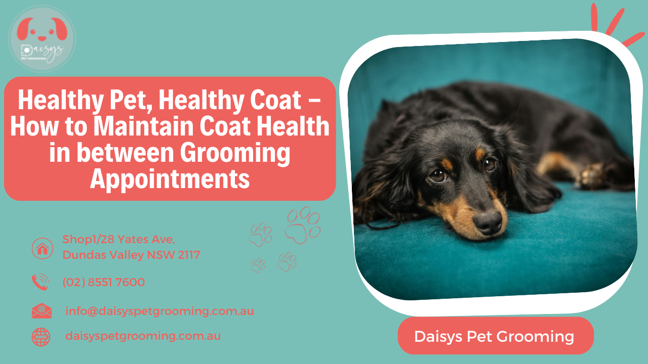 Healthy Pet, Healthy Coat - How to Maintain Coat Health in between Grooming Appointments