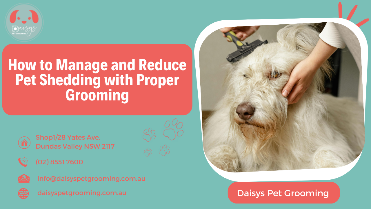 How to Manage and Reduce Pet Shedding with Proper Grooming