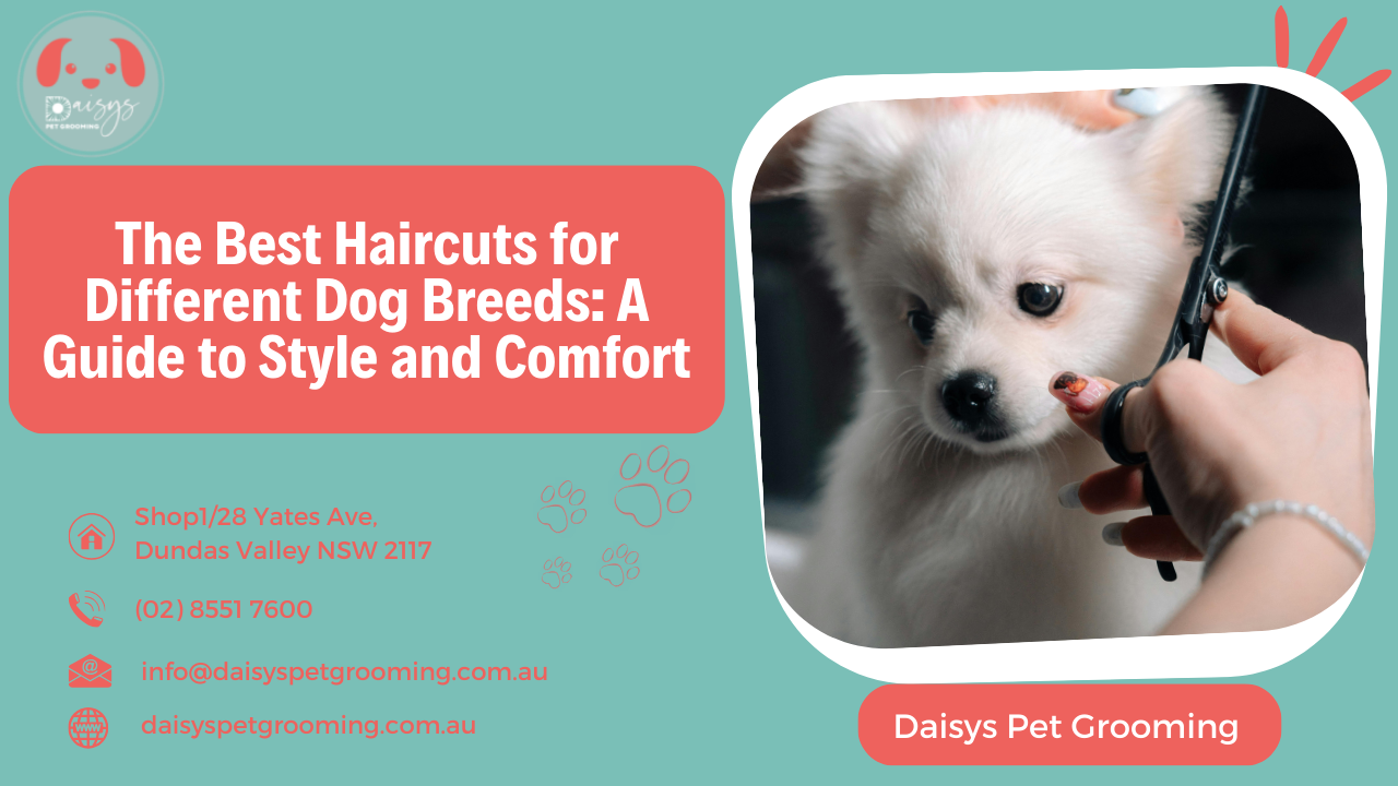 The Best Haircuts for Different Dog Breeds A Guide to Style and Comfort