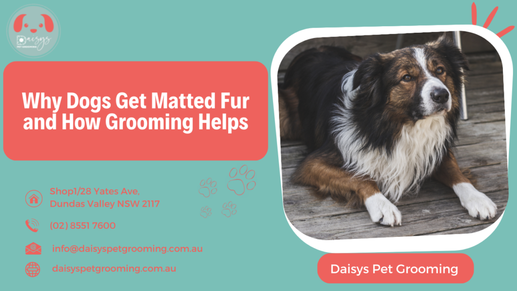 Why Dogs Get Matted Fur and How Grooming Helps