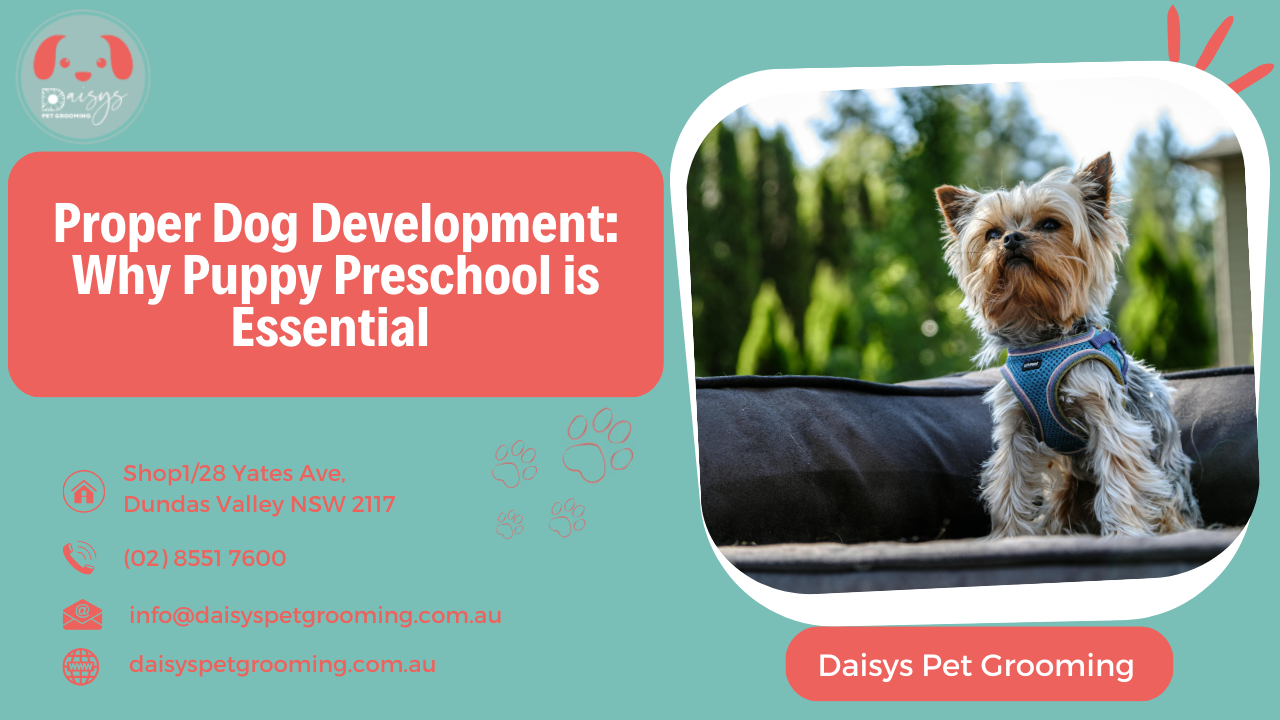 Proper Dog Development Why Puppy Preschool is Essential