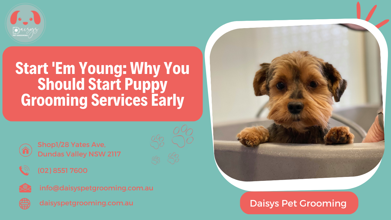 Start 'Em Young Why You Should Start Puppy Grooming Services Early