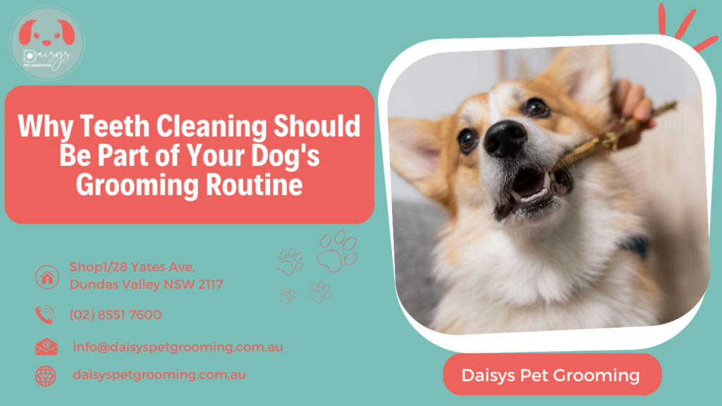 Why Teeth Cleaning Should Be Part of Your Dog's Grooming Routine